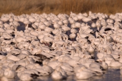 Snow-Geese-Mass-Sunrise-Bosque-Del-Apache-NWR-New-Mexico