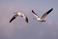 Snow-Geese-Pair-on-the-Wing-Bosque-Del-Apache-NWR-New-Mexico