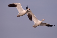 Snow-Geese-Pair-on-the-Wing-Underneath-Shot-Bosque-Del-Apache-NWR-New-Mexico