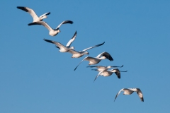 Snow-Geese-Part-of-V-Formation-Bosque-Del-Apache-NWR-New-Mexico