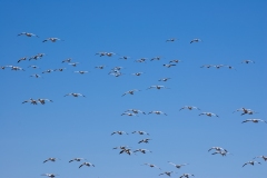 Snow-Geese-Streaming-in-from-Fields-Afternoon-Bosque-Del-Apache-New-Mexico