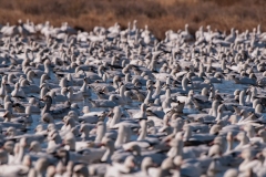 Snow-Geese-on-Crane-Pool-10000-Bosque-Del-Apache-NWR-New-Mexico