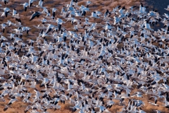 Snow-Geese-on-Crane-Pool-Blastoff-Bosque-Del-Apache-NWR-New-Mexico