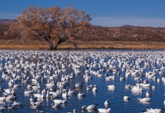 Snow-Geese-on-Pond-in-the-Afternoon-Bosque-Del-Apache-NWR-New-Mexico