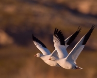 Snow-Geese-on-the-Wing-Bosque-Del-Apache-NWR-New-Mexico