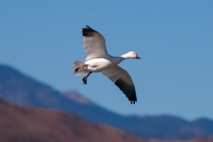 Snow-Goose-Circling-in-for-a-Landing-Bosque-Del-Apache-NWR-New-Mexico