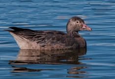 Snow-Goose-Dark-Morph-Juvenile-Bosque-Del-Apache-NWR-New-Mexico