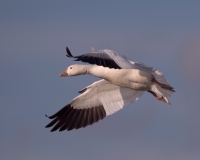 Snow-Goose-Landing-Bosque-Del-Apache-NWR-New-Mexico