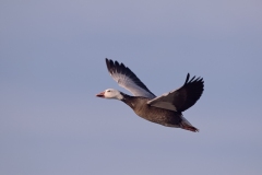 Snow-Goose-Single-Dark-Adult-on-the-Wing-Bosque-Del-Apache-NWR-New-Mexico