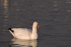 Snow-Goose-Single-Floating-Bosque-Del-Apache-NWR-New-Mexico