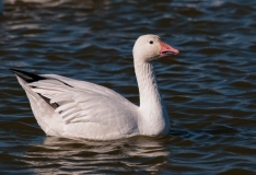 Snow-Goose-Single-on-Water-Bosque-Del-Apache-NWR-New-Mexico