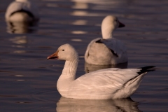 Snow-Goose-Single-on-the-Water-Bosque-Del-Apache-NWR-New-Mexico