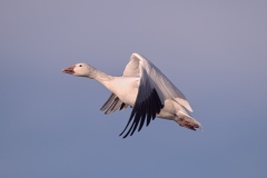 Snow-Goose-Single-on-the-Wing-Downstroke-Bosque-Del-Apache-NWR-New-Mexico