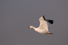 Snow-Goose-Single-on-the-Wing-Upstroke-Bosque-Del-Apache-NWR-New-Mexico