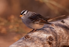 White-crowned-Sparrow-Bosque-Del-Apache-NWR-New-Mexico