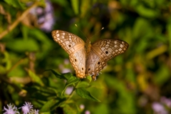 Buckeye Butterfly Falcon State Park, Texas