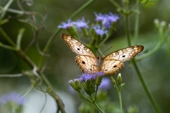 Buckeye Butterfly Light Through Wings Falcon State Park, Texas