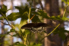 Butterfly Bouton Lake Texas