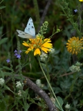 Checkerd White Butterfly South Llano River State Park