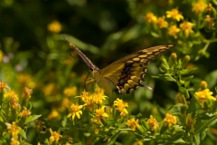 Giant Swallowtail Falcon State Park