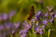 Grass Skipper Butterfly Falcon State Park