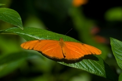 Julia Butterfly Hanging Houston Museum of Natural Science