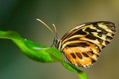 Longwing Butterfly Houston Museum of Natural Science