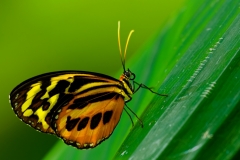 Longwing Butterfly Maco Houston Museum of Natural Science