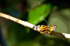 Butterfly - Butterfly Palace Houston, Texas