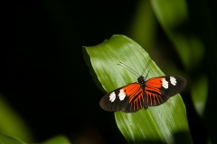 Butterfly - Butterfly Palace Houston, Texas