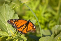 Butterfly - Hornsby Bend Austin, Texas