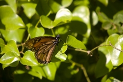 Monarch Butterfly McKinney Falls State Park