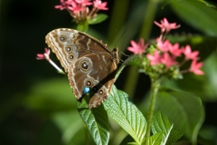 Owl Butterfly Houston Museum of Natural Science