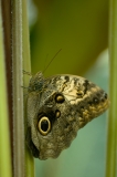 Owl Butterfly on Plant Houston Museum of Natural Science