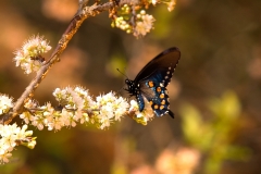 Butterfly - Homosassa Springs, Florida