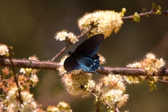 Butterfly - Homosassa Springs, Florida