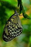 Rice Paper Butterfly Hanging Houston Museum of Natural Science