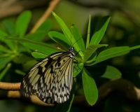 Rice Paper Butterfly Houston Museum of Natural Science