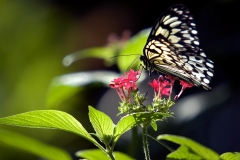 Butterfly - Butterfly Palace Houston, Texas