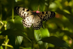 Butterfly - Butterfly Palace Houston, Texas