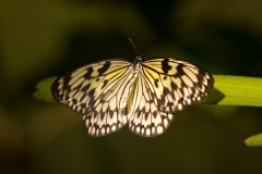 Butterfly - Butterfly Palace Houston, Texas