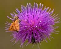 Skipper Butterfly on Texas Thistle Flower Dworaczyk Ranch