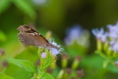 Skipper UnIdentified Falcon State Park