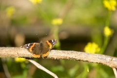 Butterfly - Hornsby Bend Austin, Texas