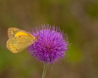 Sulfur Butterfly on Texas Thistle Flower Dworaczyk Ranch