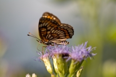 Theona Checkerspot Falcon State Park