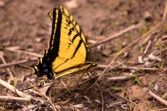 Butterfly - St. Edwards Park Austin, Texas