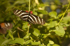 Butterfly - Butterfly Palace Houston, Texas