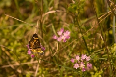 Butterfly - McKinney Falls State Park, Texas