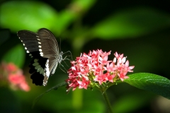 Butterfly - Butterfly Palace Houston, Texas